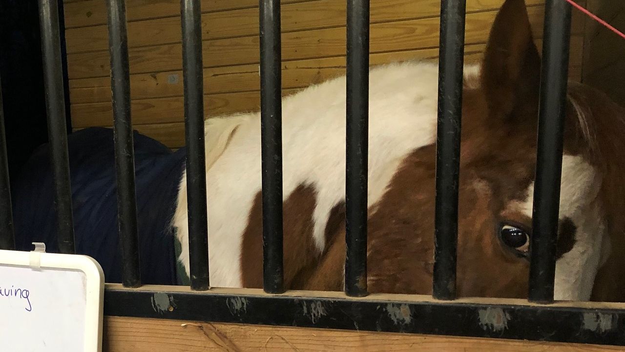 12-10-19 Buck the horse 2.jpg